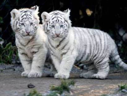 baby-tigers-the-animal-kingdom-58698_410_309.jpg