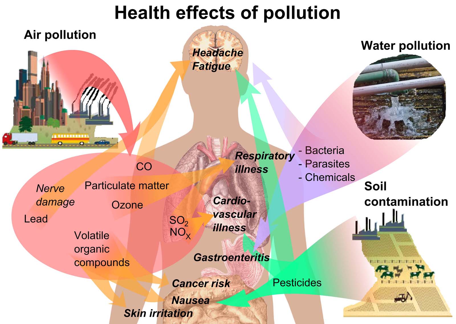 How Does Pollution Affect Plant Growth