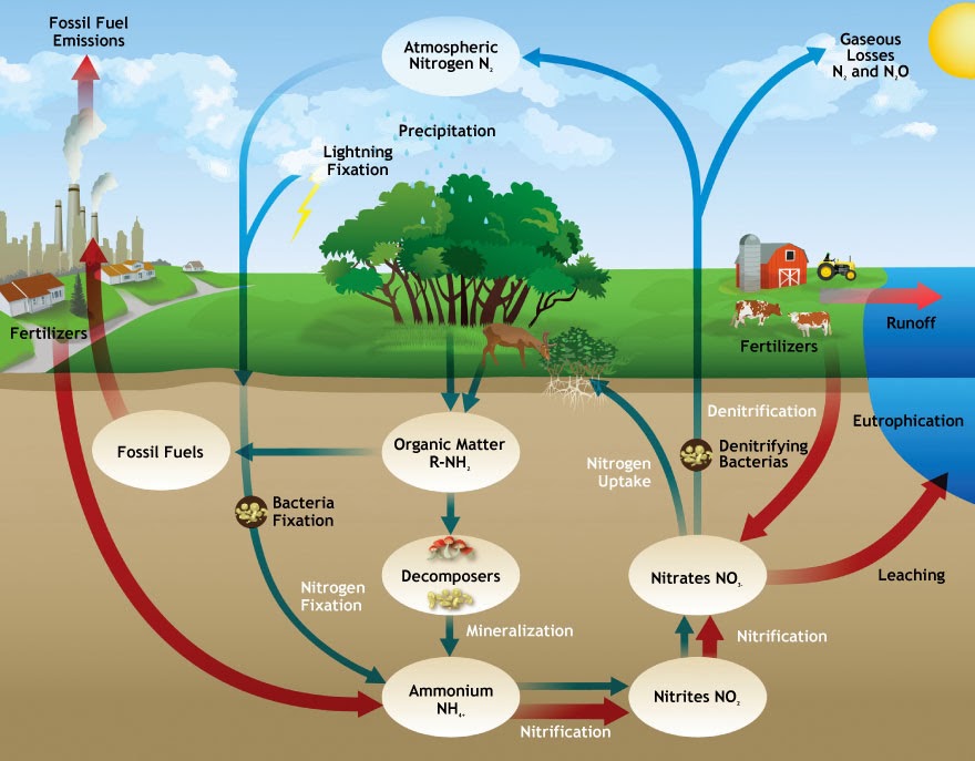 aquatic-aquatic-nitrogen-cycle