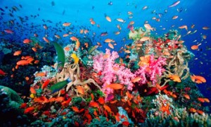 The beauty of these coral reefs has been mesmerizing the marine lovers.
