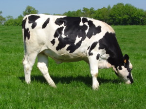 Holstein_heifer