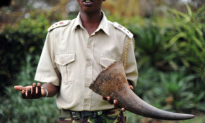 Kenyan-wildlife-official--007