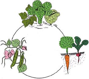 The Ingenious Practice of Crop Rotation