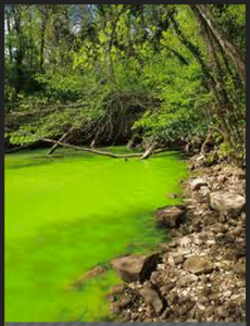 eutrophication