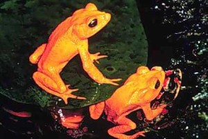 goldentoad