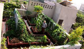 kitchen garden