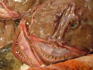 monkfish-photo