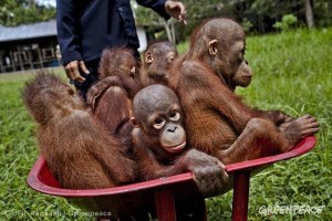 orangutans