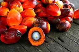 Sustainable Palm Oil – a possibility?