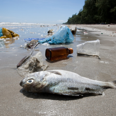 Plastic Pollution: What are We Looking at?