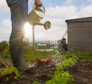 the-secret-to-watering-plants-size-2