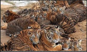 tiger farming