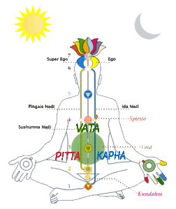 vata pitta kapha