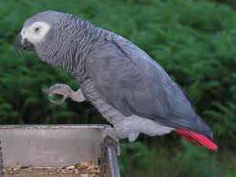 African gray parrot