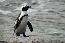 African penguin