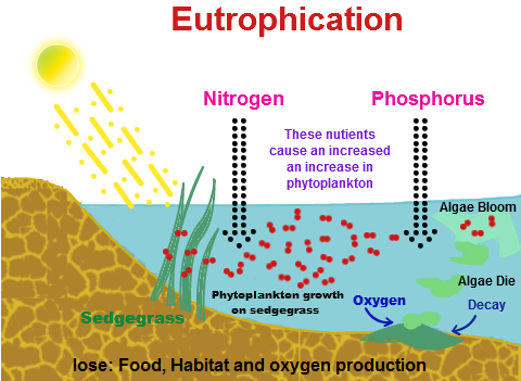 Diagram of Eutrophication