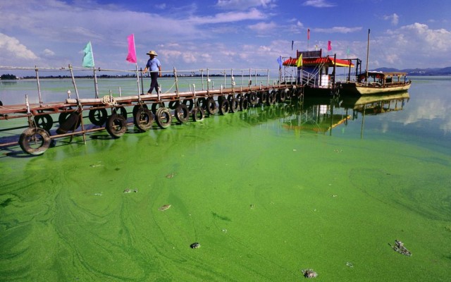 This is how the green algae grows on the surface of stagnate water bodies.