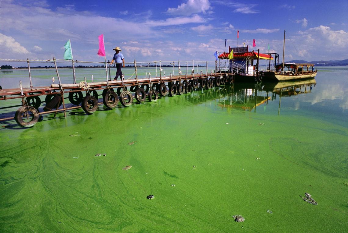 Eutrophication- The nature replies!