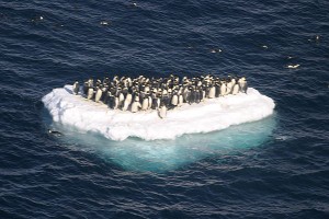 Penguins-global-warming-prevention-33210735-600-400