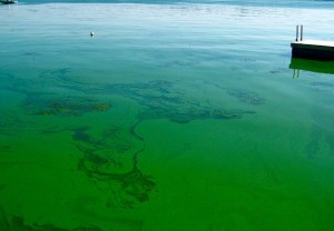 The-Dreaded-Blue-Green-Algae