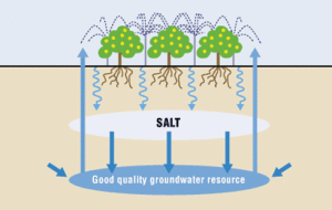 The diagram shows how trees can help to remove salinity of the soil.