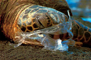 Turle-eats-plastic