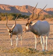 addax