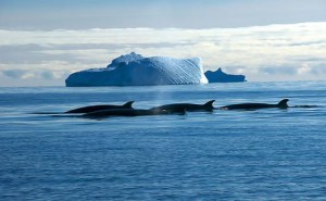 antarctic whaling