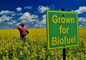 biofuel farm