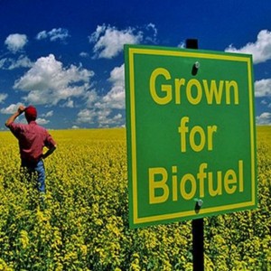 biofuel field