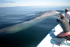 blue-whale-by-skiff