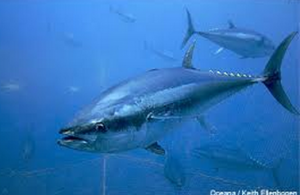 bluefin tuna