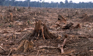 what deforestation looks like