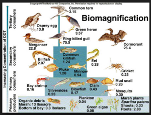 food chain effect