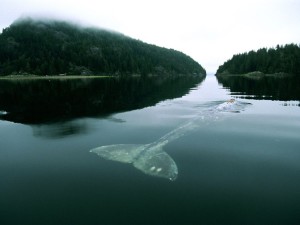 gray-whale_557_990x742 (1)