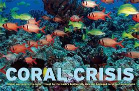 coral crisis