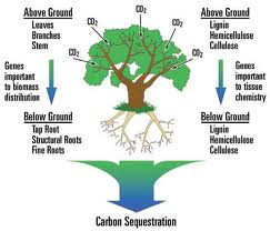 Carbon Dioxide Sequestration Follow Green Living