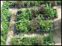 Tips to grow your own organic garden