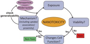 nanotoxicology cycle