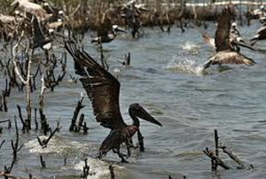 oil spill bird