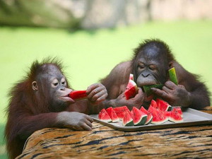 orangutans-delighting-in-some-watermelon