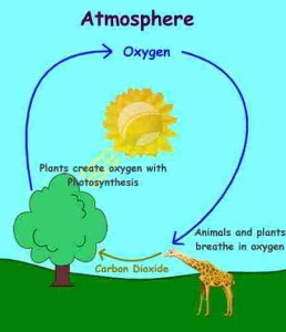 oxygen_cycle3