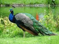 peacock