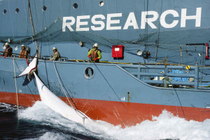 Whale tied to the side of Japanese Research vessel Yushin Maru No. 2  is dragged through the ocean in Mackenzie Bay, Antarctica