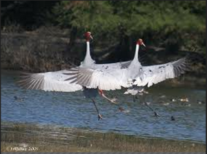 sarus crane