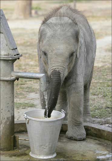 Even animals are hit by our apathy and disregard for water