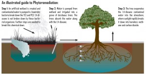 There have been various examples throughout the world, where the phytoremediates are used to purify contaminated water and land.