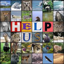 Endangered Species – Humans are the culprits
