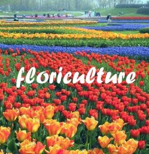 Indian-Floriculture-Industry