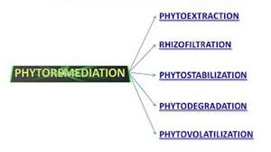 The various processes, which are involved in phytoremediation.